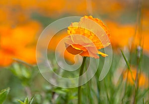 Trollius asiaticus