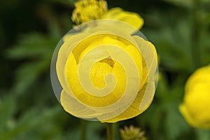 Trollius x cultorum `T. Smith