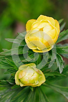 Trollius europaeus, globeflower