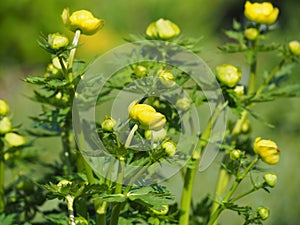 Trollius europaeus - globeflower, spring