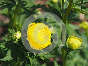 Trollius europaeus - globeflower, spring