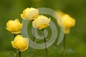 Trollius europaeus globeflower