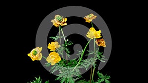 Trollius europaeus, the time period of flowering and flower development, on a black background. 4k video 4096 2304, rare
