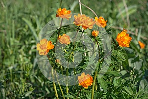 Trollius flowers orange meadow summer