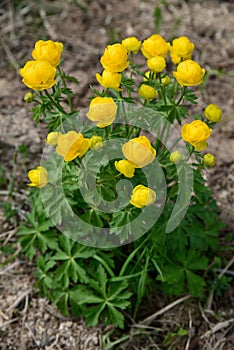 Trollius globeflower or globe flower, family Ranunculaceae in spring  garden