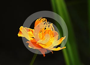 Trollius \'Golden Queen\'.