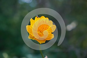 Trollius, known as globeflower or globe flower in natural subalpine environment