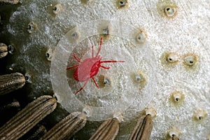 Trombidium holosericeum on dandelion seeds (2)