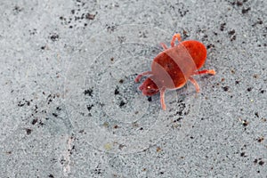 Trombidium holosericeum