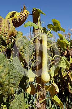 Tromboncino squash on the vine