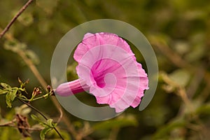 Trompet flower