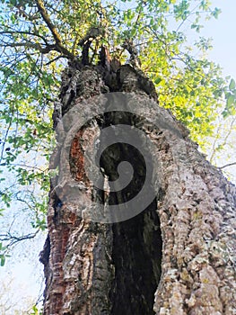 Trons of trees with different colors photo