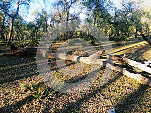 Trons of trees with different colors photo