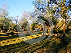 Trons of trees with different colors photo