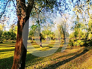 Trons of trees with different colors photo