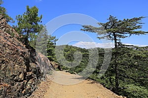 Troodos cedar alley in Cyprus