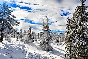 Troodos is the largest mountain range in Cyprus