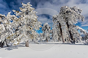 Troodos is the largest mountain range in Cyprus