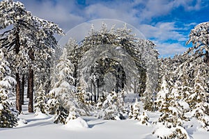 Troodos is the largest mountain range in Cyprus