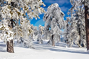 Troodos is the largest mountain range in Cyprus