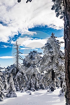 Troodos is the largest mountain range in Cyprus