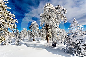Troodos is the largest mountain range in Cyprus
