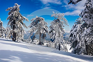 Troodos is the largest mountain range in Cyprus