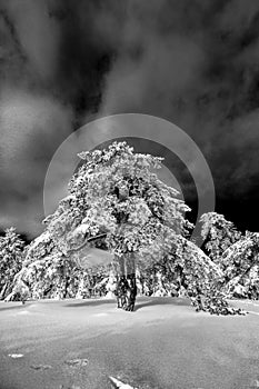 Troodos is the largest mountain range in Cyprus