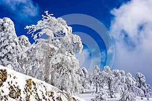 Troodos mountain in winter. Cyprus