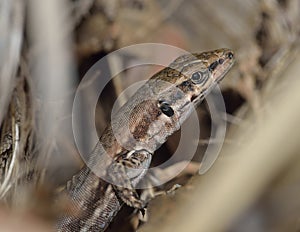 Troodos Wall Lizard