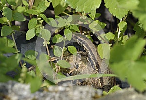 Troodos Wall Lizard