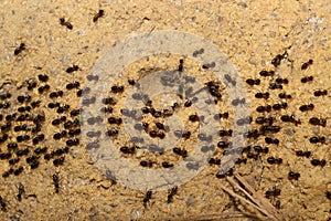 A troop of ants