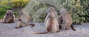 Troop of Baboon mothers in Cape Point National Park in Cape Town South Africa