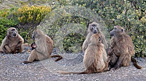 Troop of Baboon mothers in Cape Point National Park in South Africa