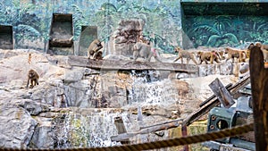 Baboons by the Waterfall in Skansen, Stockholm photo