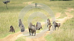 A Troop Of Baboons On The Grassy Field In The Wilderness In Kenya On A Hot Sunny Day - Med