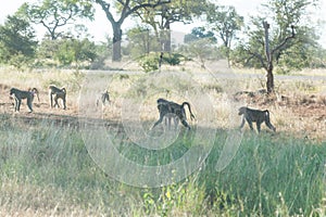 A troop of baboons walking in the afternoon sun in Kruger park.