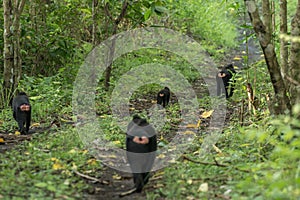 A troop of Celebes crested macaque Macaca nigra in Tangkoko National Park in North Sulawesi, Indonesia