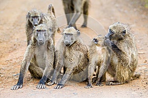 Troop of Chacma Baboons playing around in the main dirt road