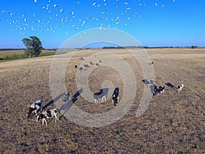 Troop of Cows on the plain,