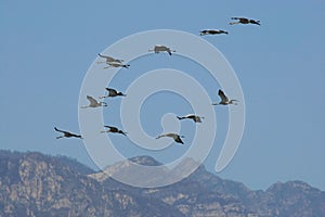 Troop of cranes flying