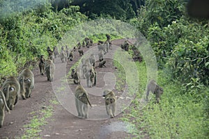 Troop family of olive baboons walking down dirt road in Tanzania, Africa