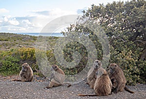 Troop of five Baboons with two babies in Cape Point National Park in Cape Town South Africa