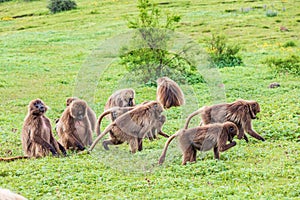 A troop of Gelada baboons