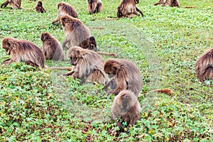 A troop of Gelada baboons feeding