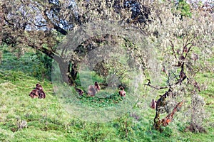 A troop of Gelada baboons under trees