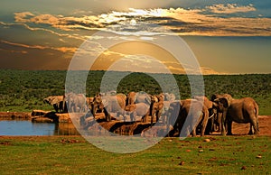 Troop, herd of elephant, Loxodonta africana, drinking at the water hole in late afternoon in Addo Elephant National Park