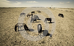 Troop of horses, on the plain,