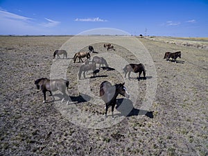 Troop of horses, on the plain,