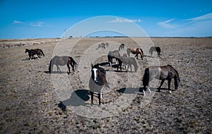 Troop of horses, on the plain,